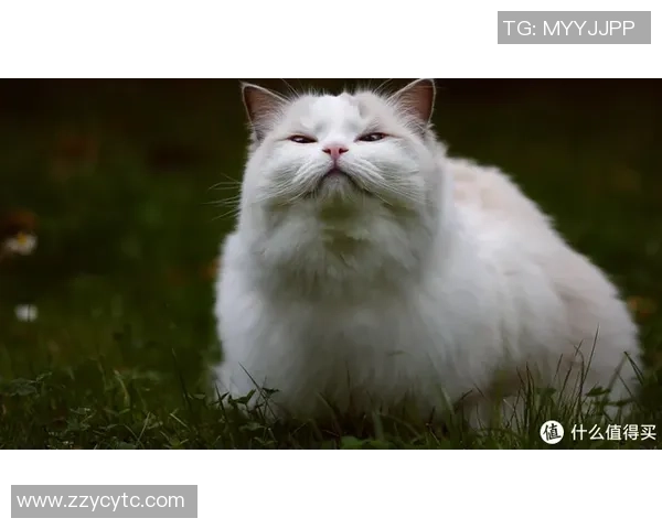 猫咪意外成足球明星引发热议网友纷纷点赞其超凡球技与可爱形象